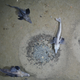A similar aerial view of the seabed, with three icefish around one nest.